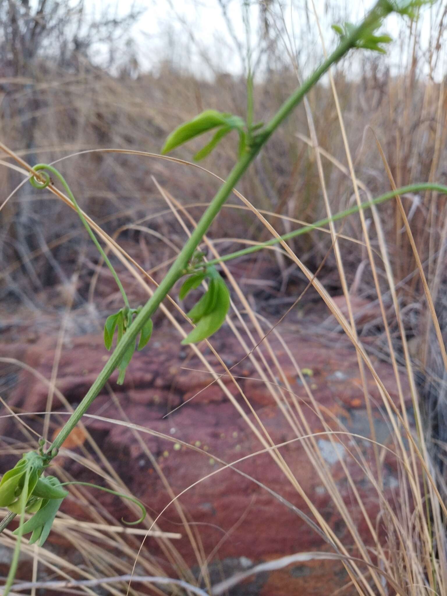 Image of desert rose