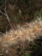 Image of Silver Plume Grass