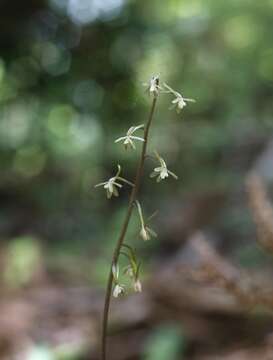 Image of Tipularia japonica Matsum.