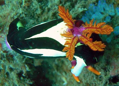 Image of Nembrotha purpureolineata O'Donoghue 1924