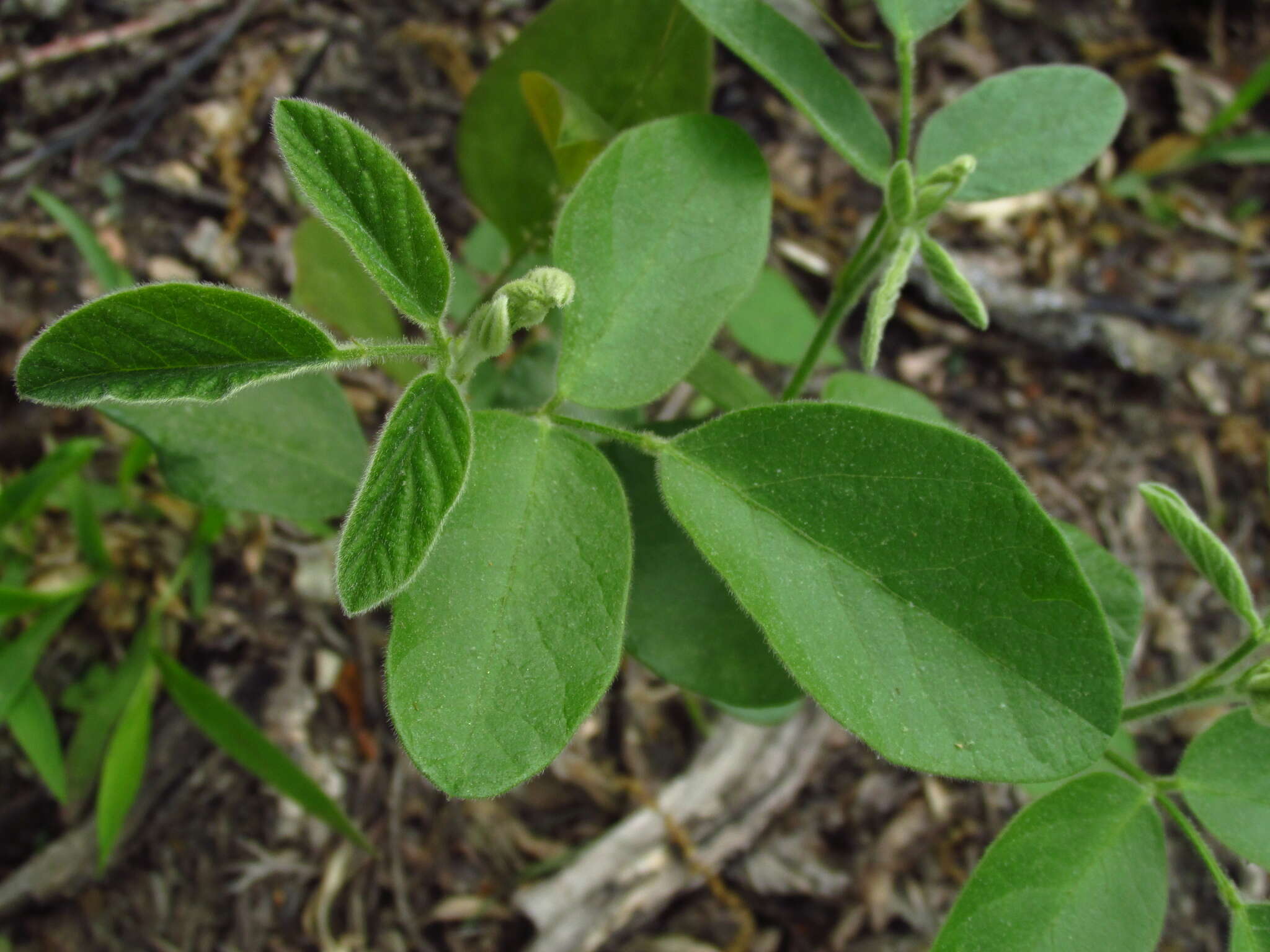 Image of Nuttall's ticktrefoil