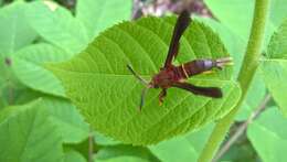 Слика од Vitacea scepsiformis (Edwards 1881)