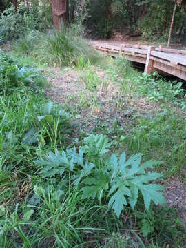 Image of Mantegazzi's Cow-Parsnip