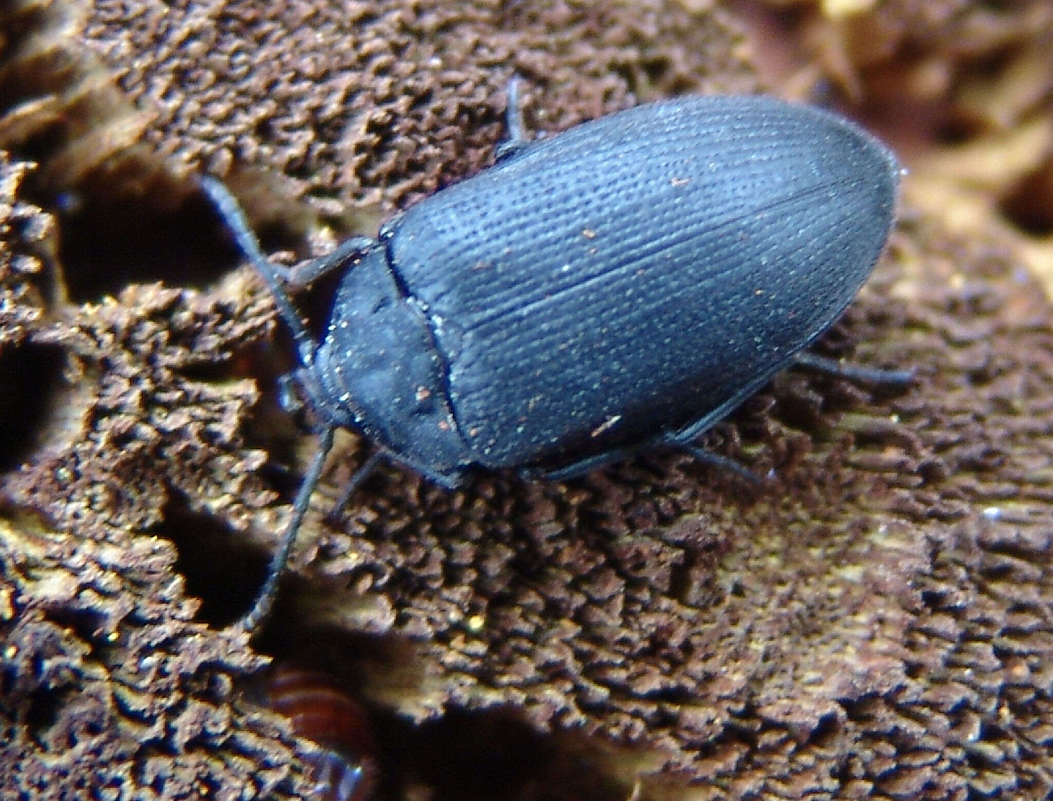 Image of Velvety Bark Beetle