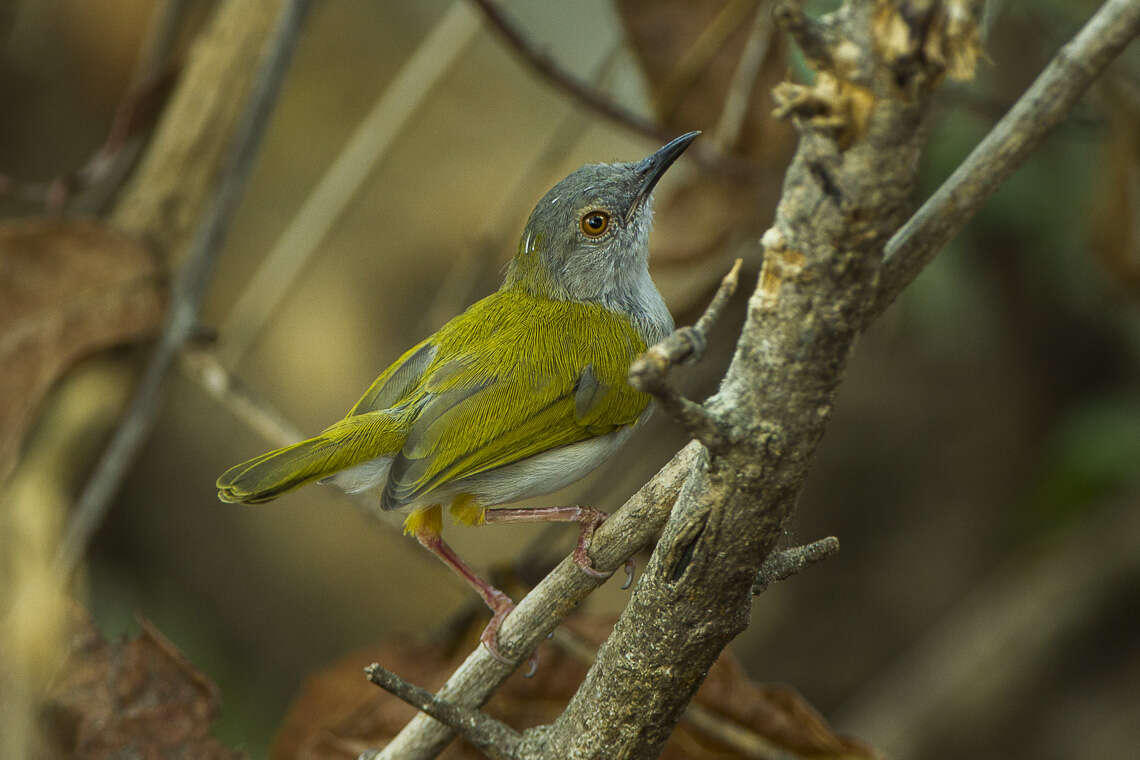 Image de Camaroptère à tête grise