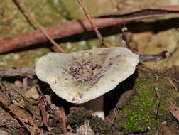 Image of Russula iterika Grgur. 1997