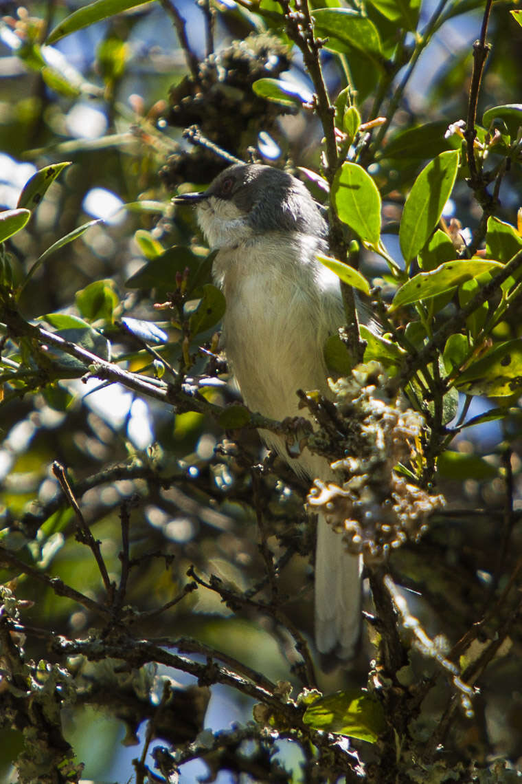 Image of Grey Apalis