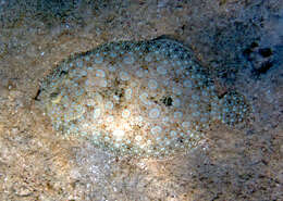 Image of Flounder