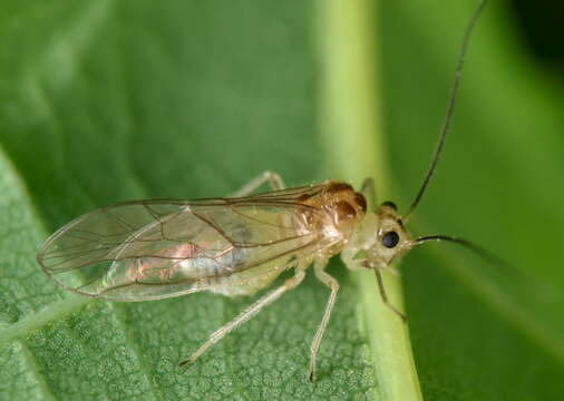 Image of Stenopsocus immaculatus (Stephens 1836)