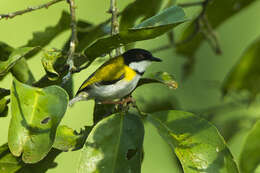 Image of Black-capped Apalis