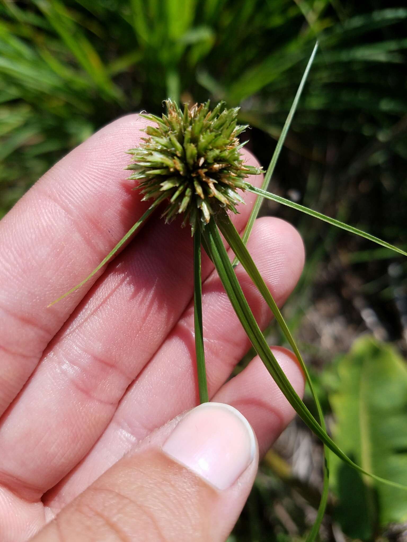 Image of Great Plains flatsedge