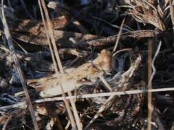 Plancia ëd Dociostaurus (Kazakia) jagoi subsp. occidentalis Soltani 1978