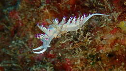 Image of Flabellina llerae Ortea 1989