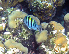 Image of Damsel Fish