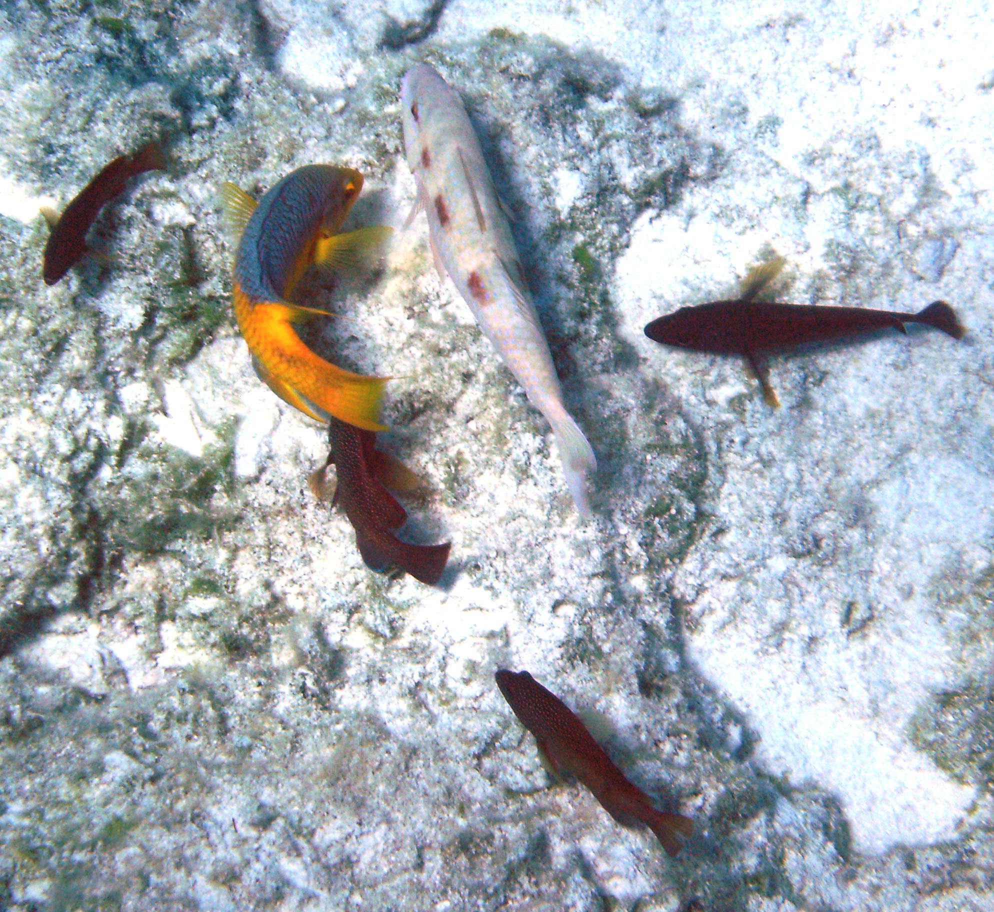 Bodianus rufus (Linnaeus 1758) resmi