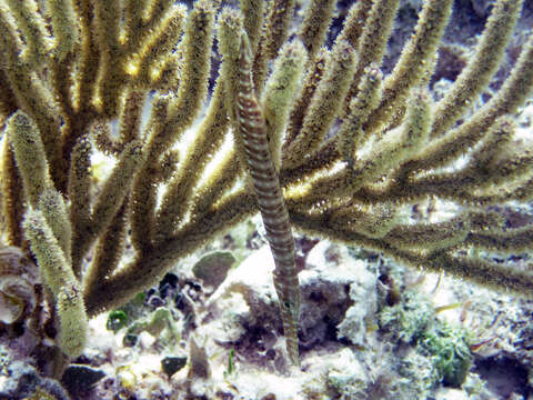 Image of Trumpetfish