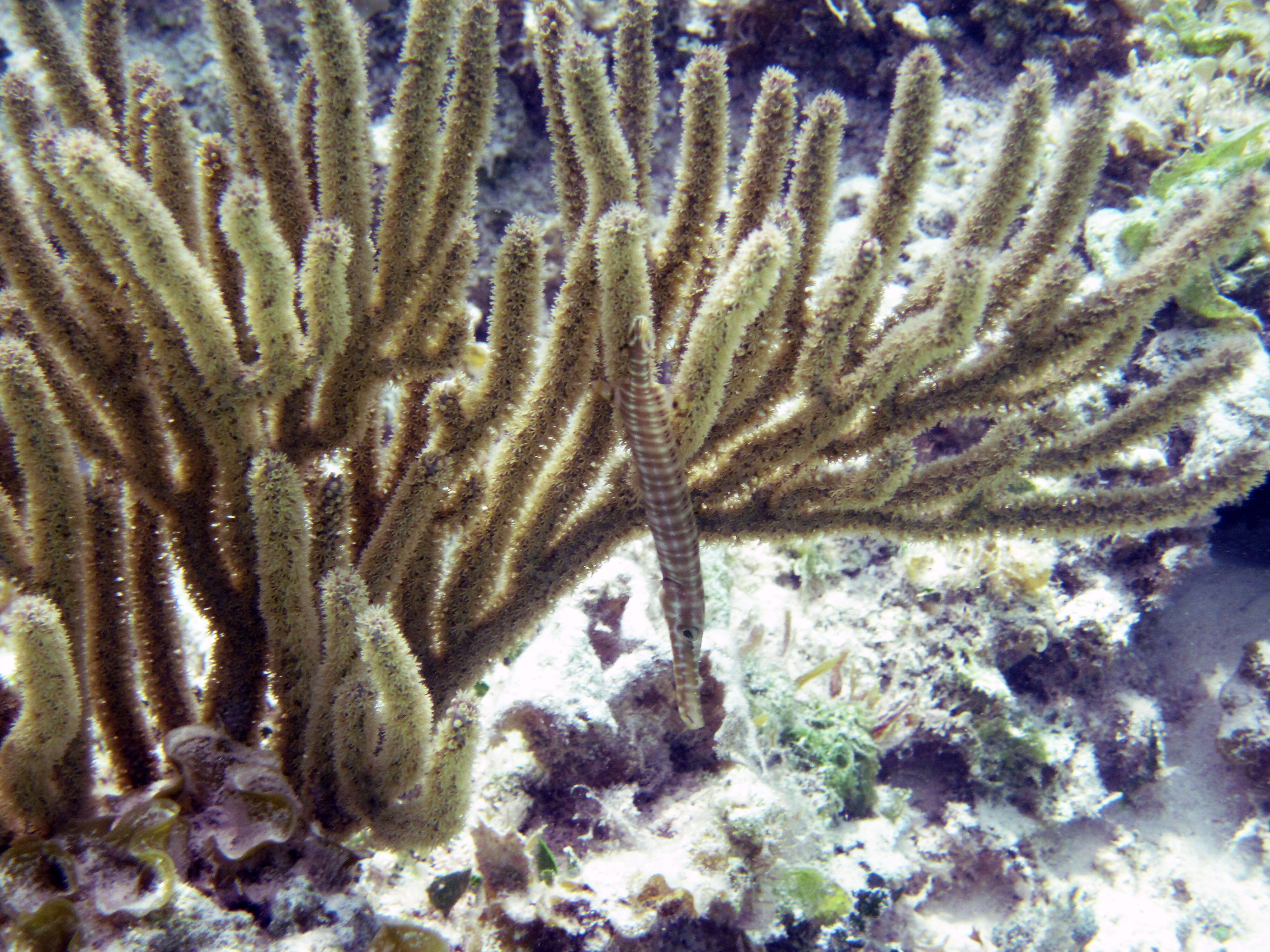 Image of Trumpetfish