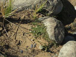 Image of Lobelia thermalis Thunb.