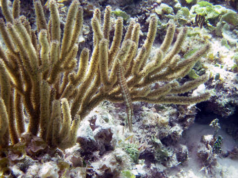 Image of Trumpetfish