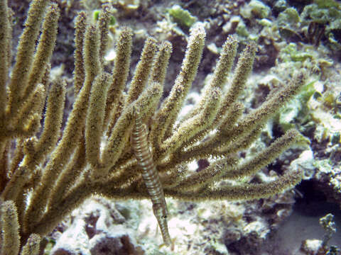 Image of Trumpetfish