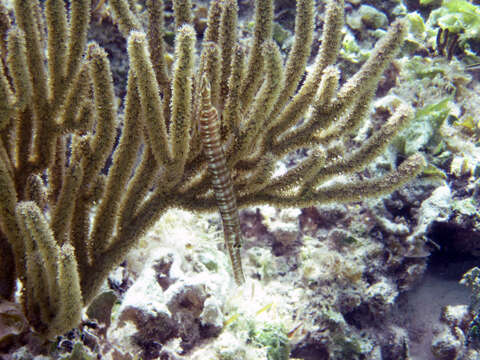 Image of Trumpetfish