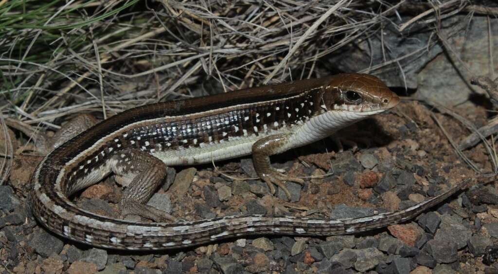 Image of Karoo Plated Lizard