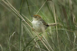 Image of Lesser Black-backed Cisticola