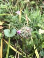 Image de Sidalcea calycosa subsp. rhizomata (Jeps.) S. R. Hill