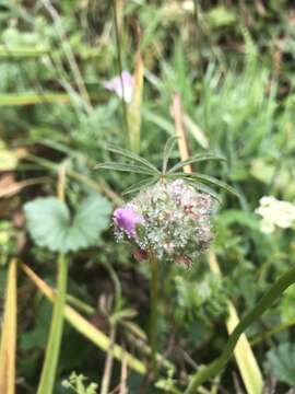 Sivun Sidalcea calycosa subsp. rhizomata (Jeps.) S. R. Hill kuva