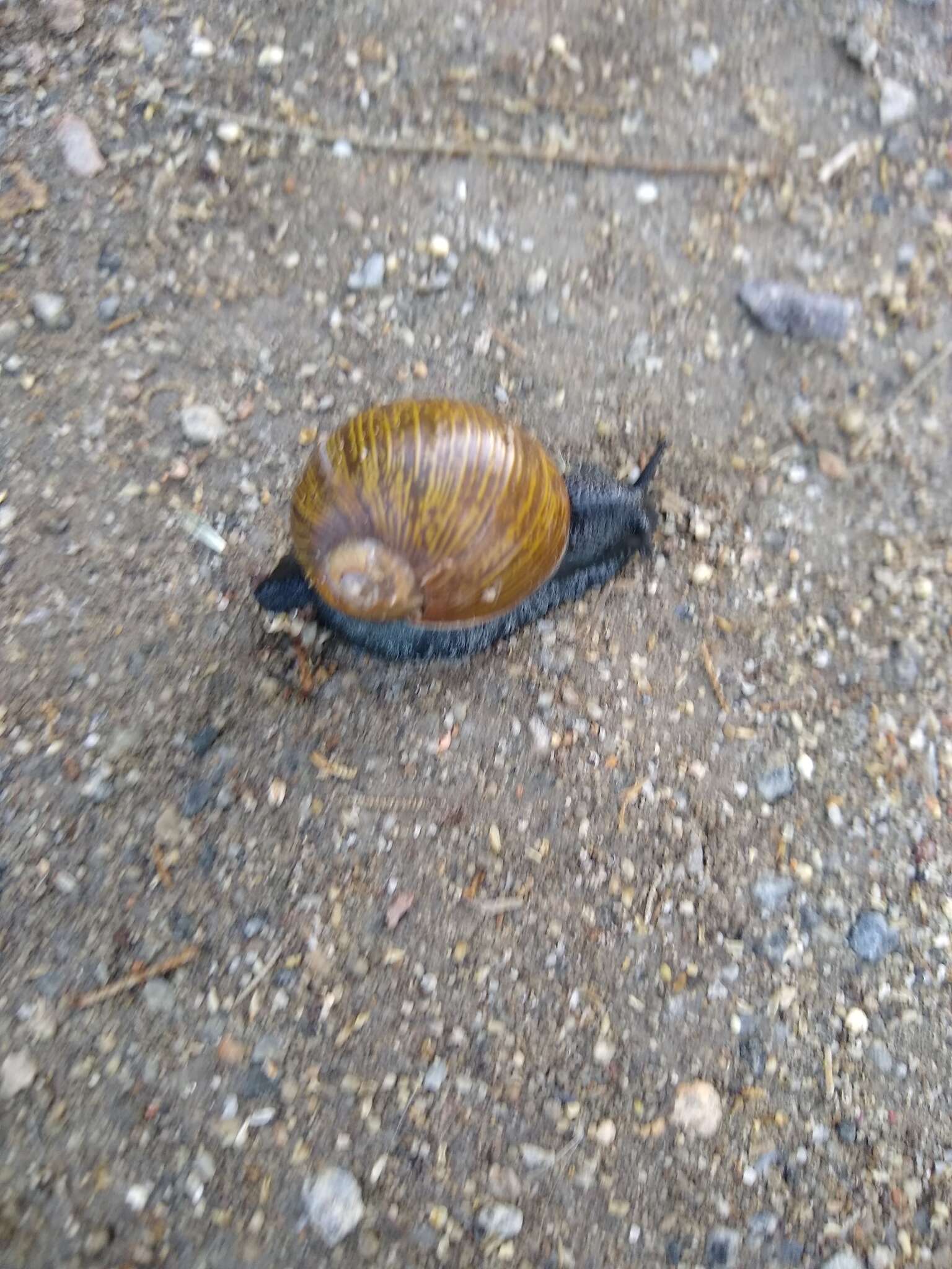 Image of Green Garden Snail