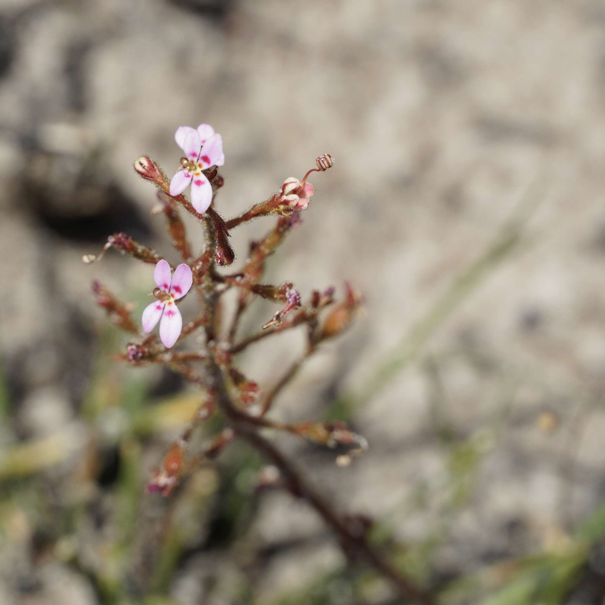 Image of Stylidium assimile R. Br.