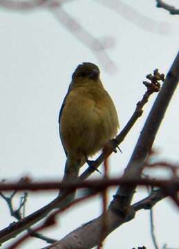 صورة Sporophila torqueola (Bonaparte 1850)