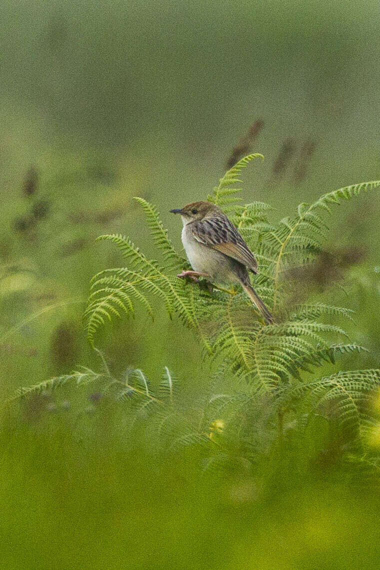 Image of Wailing Cisticola