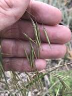 Plancia ëd Bromus porteri (Coult.) Nash