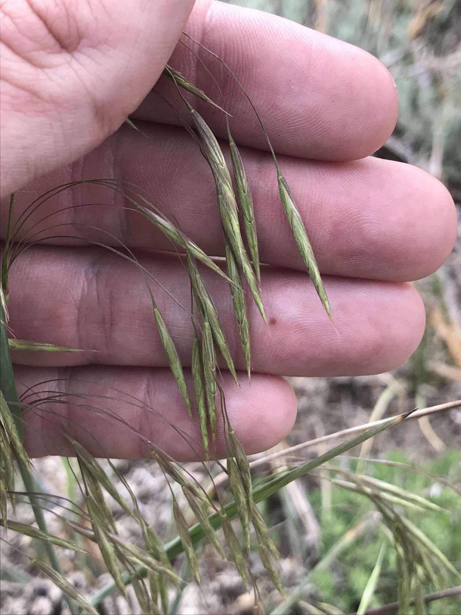 Plancia ëd Bromus porteri (Coult.) Nash