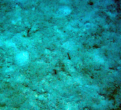 Image of Brown Garden Eel