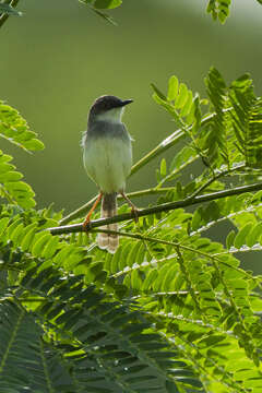 Image of Grey-breasted Prinia