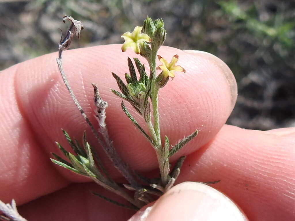 Image of slimleaf heliotrope