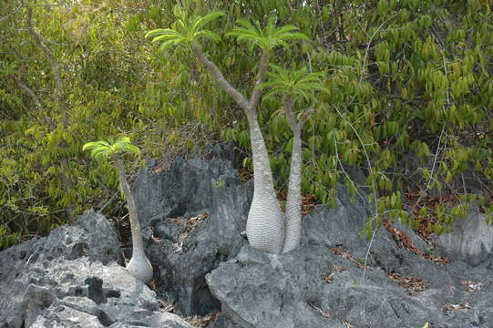 Image de Pachypodium lamerei Drake