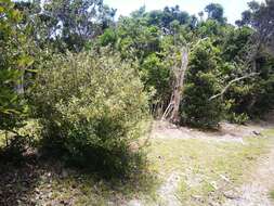 Image of Hibbertia coriacea Baill.