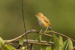 Image of Foxy Cisticola