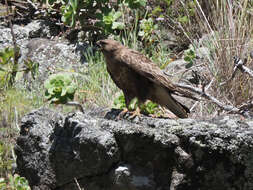 Image of Buteo buteo insularum Floericke 1903