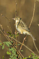 Image of Madagascan Cisticola