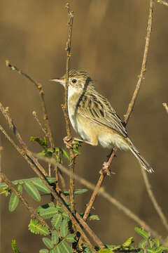 Image of Madagascan Cisticola