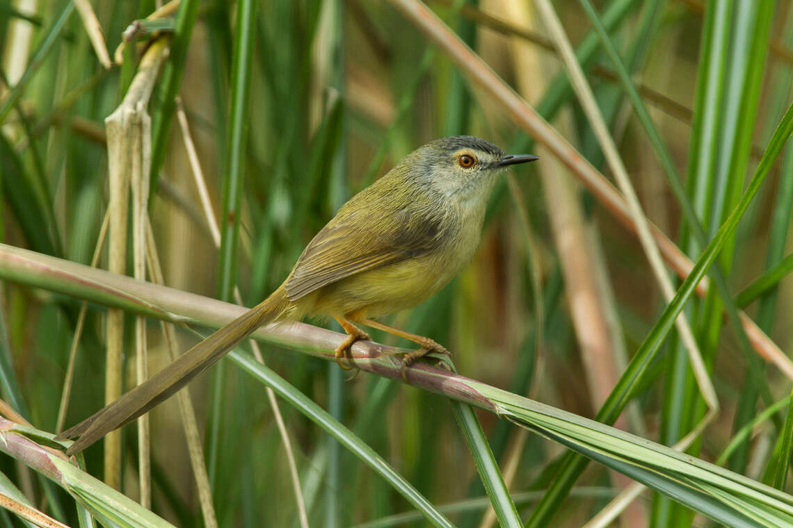 Imagem de Prinia flaviventris (Delessert 1840)