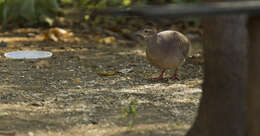 Image of Pale-browed Tinamou