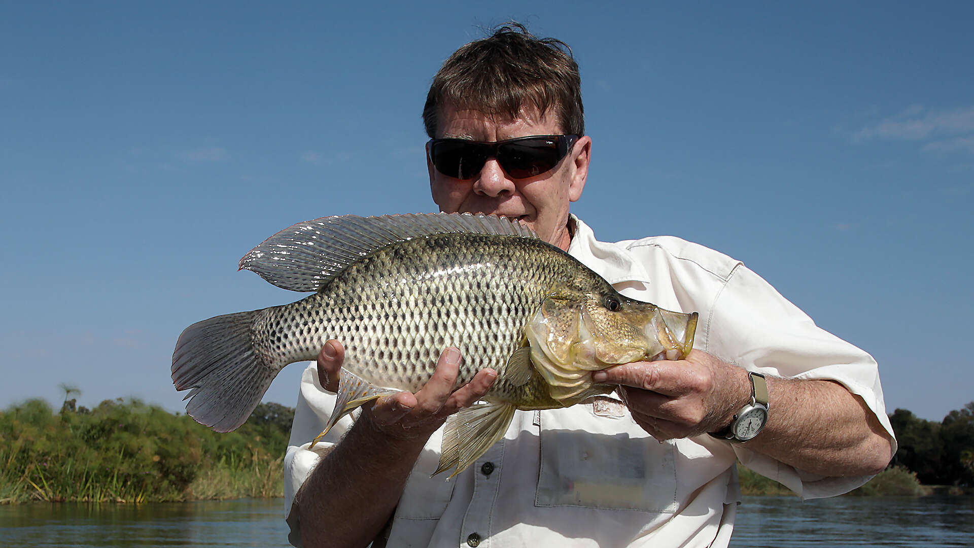 Image of Thinface cichlid