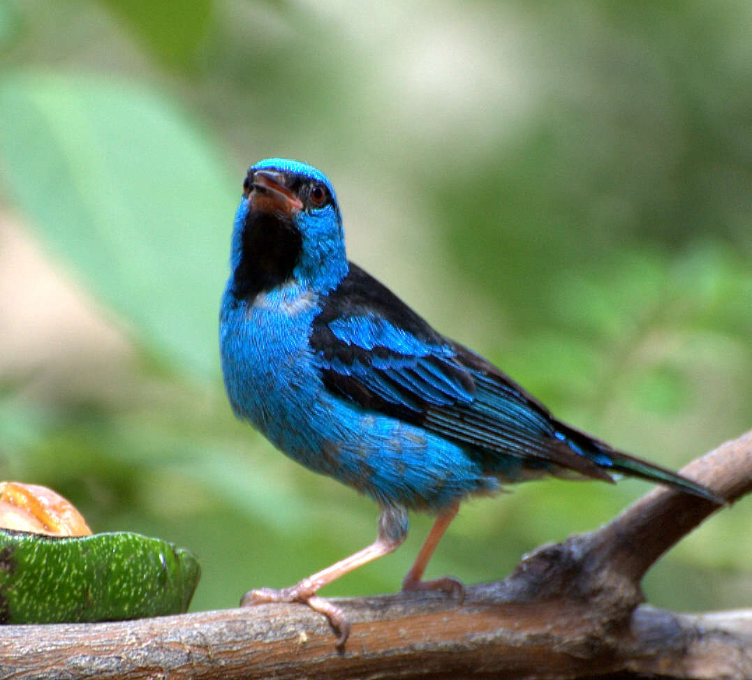 Image of Blue Dacnis