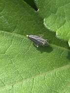 Image of Graphocephala appropinquans (Fowler 1899)