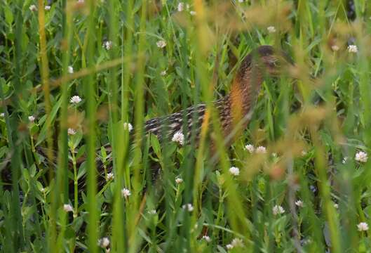 Image of King Rail